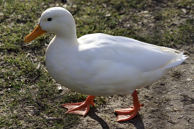 White duck