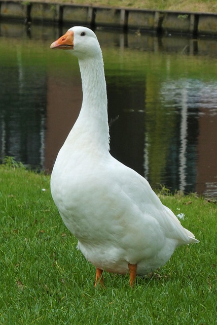 Goose